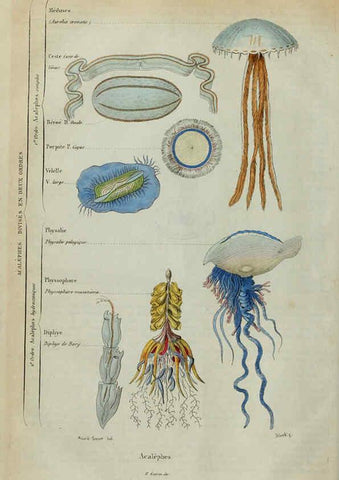 Reproducción/Reproduction 6195087834: Dictionnaire pittoresque d'histoire naturelle et des phénomènes de la nature. v.1 Paris,1833-[1840] 