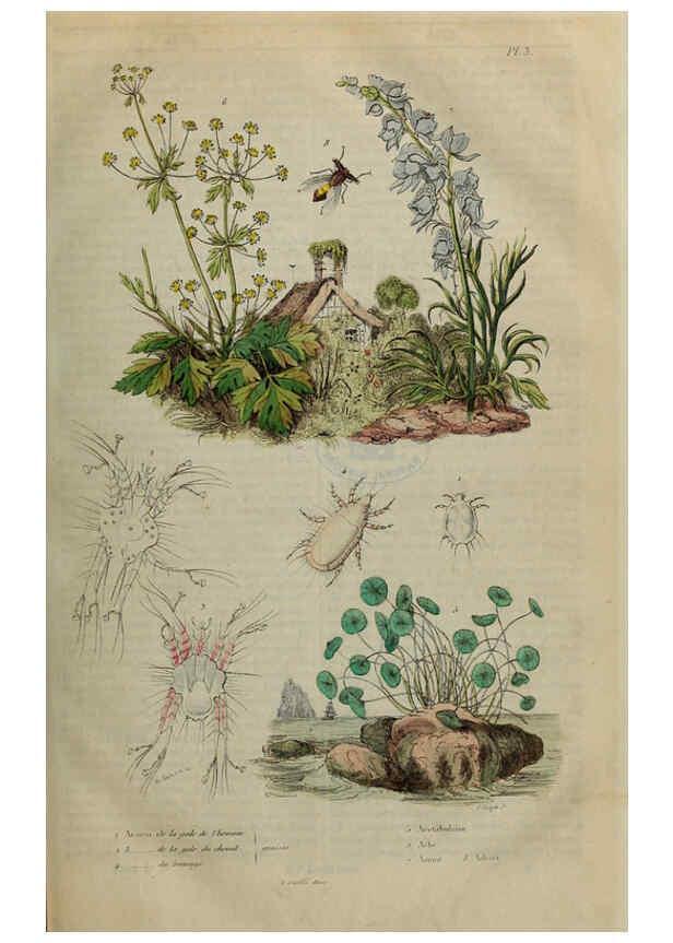 Reproducción/Reproduction 6194571445: Dictionnaire pittoresque d'histoire naturelle et des phénomènes de la nature. v.1 Paris,1833-[1840] 