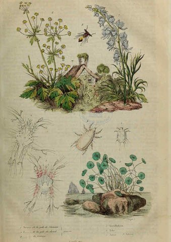 Reproducción/Reproduction 6194571445: Dictionnaire pittoresque d'histoire naturelle et des phénomènes de la nature. v.1 Paris,1833-[1840] 