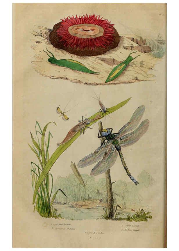 Reproducción/Reproduction 6194571617: Dictionnaire pittoresque d'histoire naturelle et des phénomènes de la nature. v.1 Paris,1833-[1840] 