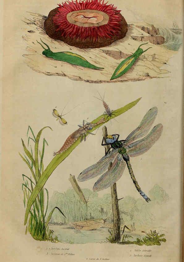 Reproducción/Reproduction 6194571617: Dictionnaire pittoresque d'histoire naturelle et des phénomènes de la nature. v.1 Paris,1833-[1840] 