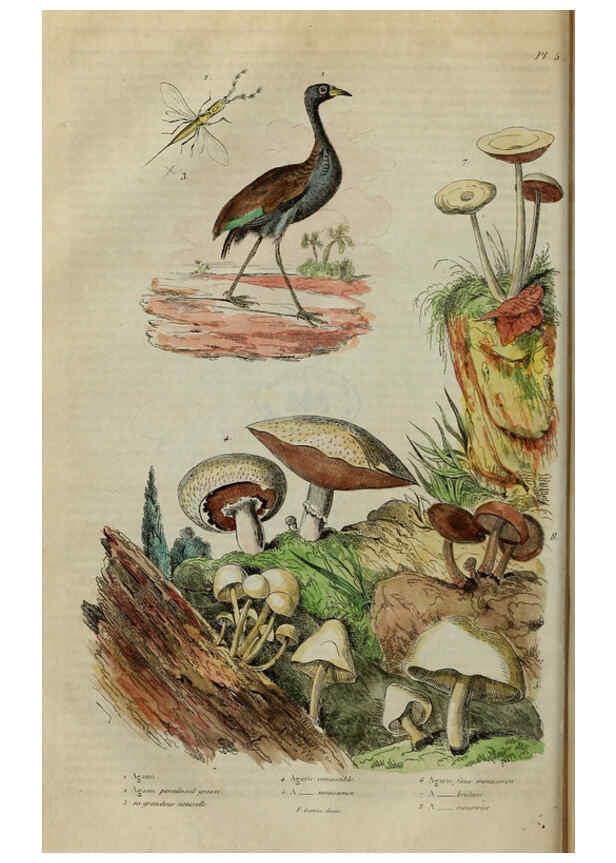 Reproducción/Reproduction 6194571781: Dictionnaire pittoresque d'histoire naturelle et des phénomènes de la nature. v.1 Paris,1833-[1840] 