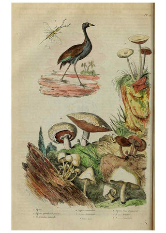 Reproducción/Reproduction 6194571781: Dictionnaire pittoresque d'histoire naturelle et des phénomènes de la nature. v.1 Paris,1833-[1840] 