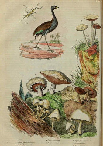 Reproducción/Reproduction 6194571781: Dictionnaire pittoresque d'histoire naturelle et des phénomènes de la nature. v.1 Paris,1833-[1840] 