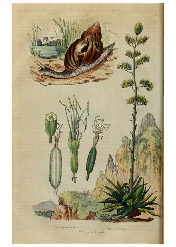 Reproducción/Reproduction 6195088602: Dictionnaire pittoresque d'histoire naturelle et des phénomènes de la nature. v.1 Paris,1833-[1840] 