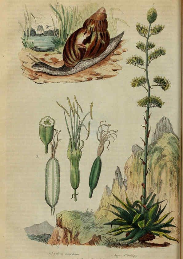 Reproducción/Reproduction 6195088602: Dictionnaire pittoresque d'histoire naturelle et des phénomènes de la nature. v.1 Paris,1833-[1840] 
