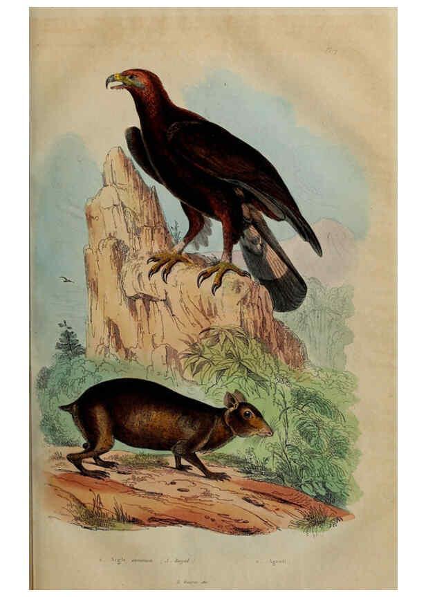 Reproducción/Reproduction 6194572327: Dictionnaire pittoresque d'histoire naturelle et des phénomènes de la nature. v.1 Paris,1833-[1840] 
