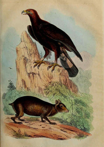 Reproducción/Reproduction 6194572327: Dictionnaire pittoresque d'histoire naturelle et des phénomènes de la nature. v.1 Paris,1833-[1840] 