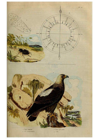 Reproducción/Reproduction 6194572527: Dictionnaire pittoresque d'histoire naturelle et des phénomènes de la nature. v.1 Paris,1833-[1840] 