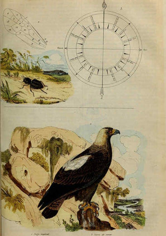 Reproducción/Reproduction 6194572527: Dictionnaire pittoresque d'histoire naturelle et des phénomènes de la nature. v.1 Paris,1833-[1840] 