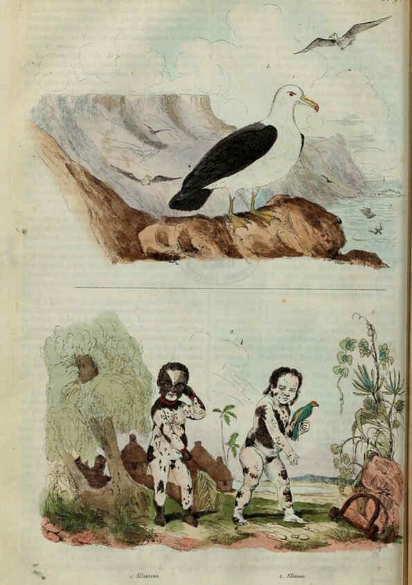 Reproducción/Reproduction 6195089364: Dictionnaire pittoresque d'histoire naturelle et des phénomènes de la nature. v.1 Paris,1833-[1840] 