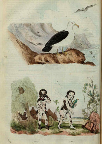 Reproducción/Reproduction 6195089364: Dictionnaire pittoresque d'histoire naturelle et des phénomènes de la nature. v.1 Paris,1833-[1840] 