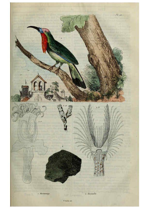 Reproducción/Reproduction 6195089616: Dictionnaire pittoresque d'histoire naturelle et des phénomènes de la nature. v.1 Paris,1833-[1840] 