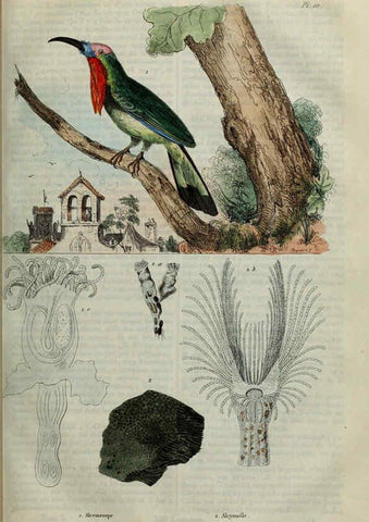 Reproducción/Reproduction 6195089616: Dictionnaire pittoresque d'histoire naturelle et des phénomènes de la nature. v.1 Paris,1833-[1840] 