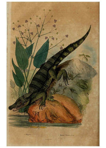 Reproducción/Reproduction 6195089766: Dictionnaire pittoresque d'histoire naturelle et des phénomènes de la nature. v.1 Paris,1833-[1840] 