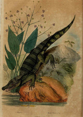 Reproducción/Reproduction 6195089766: Dictionnaire pittoresque d'histoire naturelle et des phénomènes de la nature. v.1 Paris,1833-[1840] 
