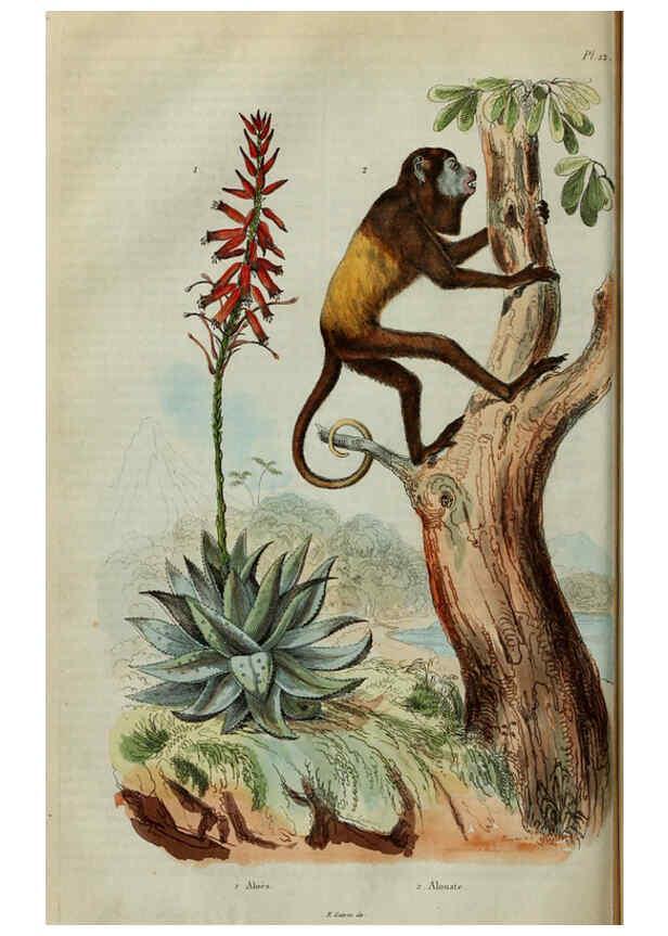 Reproducción/Reproduction 6194573325: Dictionnaire pittoresque d'histoire naturelle et des phénomènes de la nature. v.1 Paris,1833-[1840] 