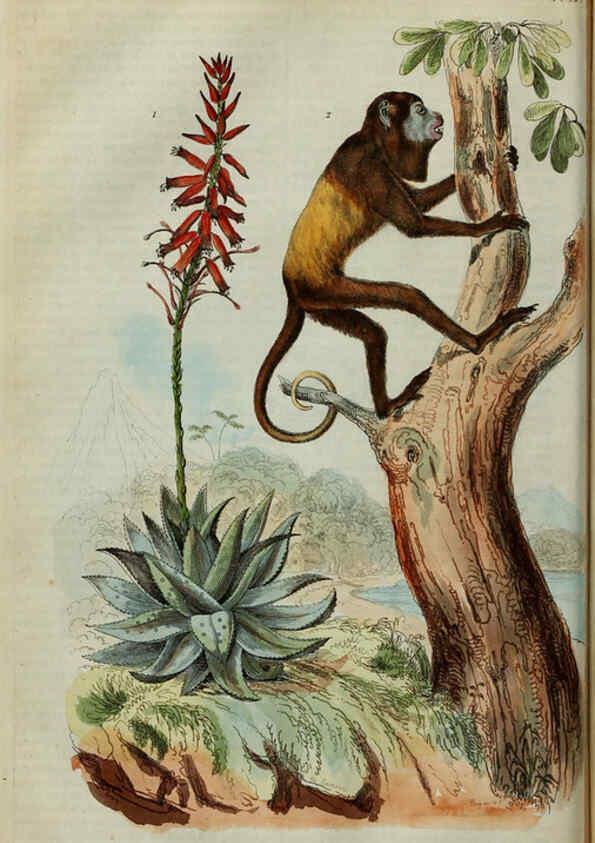 Reproducción/Reproduction 6194573325: Dictionnaire pittoresque d'histoire naturelle et des phénomènes de la nature. v.1 Paris,1833-[1840] 