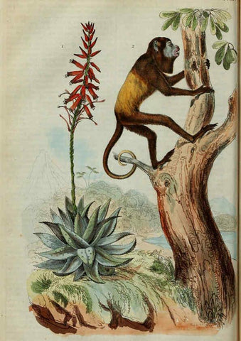 Reproducción/Reproduction 6194573325: Dictionnaire pittoresque d'histoire naturelle et des phénomènes de la nature. v.1 Paris,1833-[1840] 
