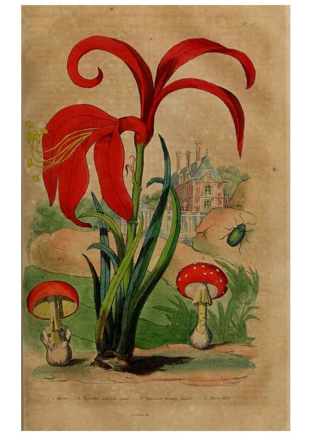 Reproducción/Reproduction 6194573593: Dictionnaire pittoresque d'histoire naturelle et des phénomènes de la nature. v.1 Paris,1833-[1840] 