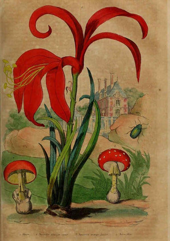 Reproducción/Reproduction 6194573593: Dictionnaire pittoresque d'histoire naturelle et des phénomènes de la nature. v.1 Paris,1833-[1840] 