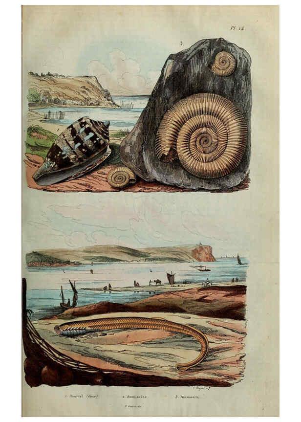 Reproducción/Reproduction 6195090512: Dictionnaire pittoresque d'histoire naturelle et des phénomènes de la nature. v.1 Paris,1833-[1840] 