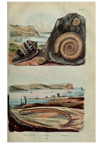 Reproducción/Reproduction 6195090512: Dictionnaire pittoresque d'histoire naturelle et des phénomènes de la nature. v.1 Paris,1833-[1840] 
