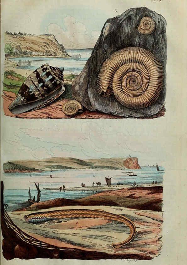Reproducción/Reproduction 6195090512: Dictionnaire pittoresque d'histoire naturelle et des phénomènes de la nature. v.1 Paris,1833-[1840] 