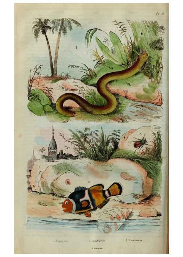 Reproducción/Reproduction 6194574047: Dictionnaire pittoresque d'histoire naturelle et des phénomènes de la nature. v.1 Paris,1833-[1840] 