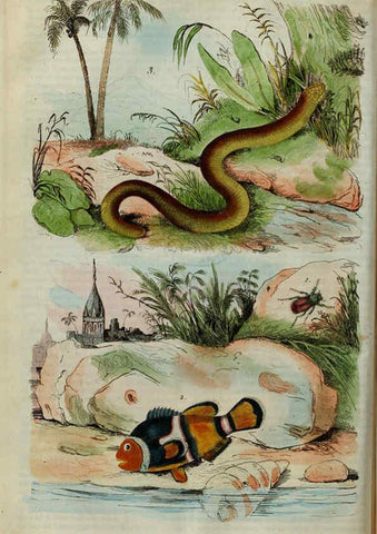 Reproducción/Reproduction 6194574047: Dictionnaire pittoresque d'histoire naturelle et des phénomènes de la nature. v.1 Paris,1833-[1840] 