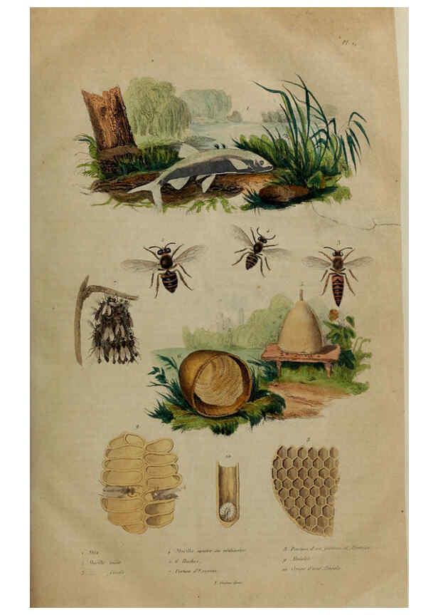 Reproducción/Reproduction 6195087468: Dictionnaire pittoresque d'histoire naturelle et des phénomènes de la nature. v.1 Paris,1833-[1840] 