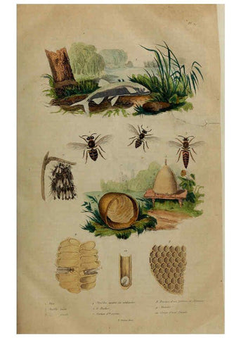 Reproducción/Reproduction 6195087468: Dictionnaire pittoresque d'histoire naturelle et des phénomènes de la nature. v.1 Paris,1833-[1840] 