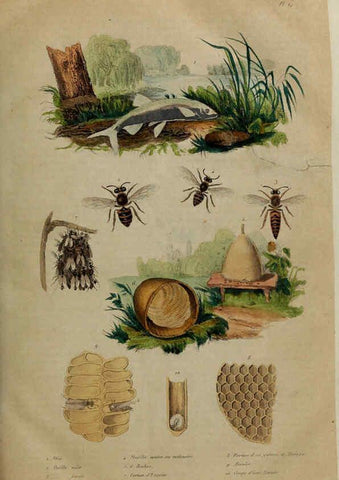 Reproducción/Reproduction 6195087468: Dictionnaire pittoresque d'histoire naturelle et des phénomènes de la nature. v.1 Paris,1833-[1840] 