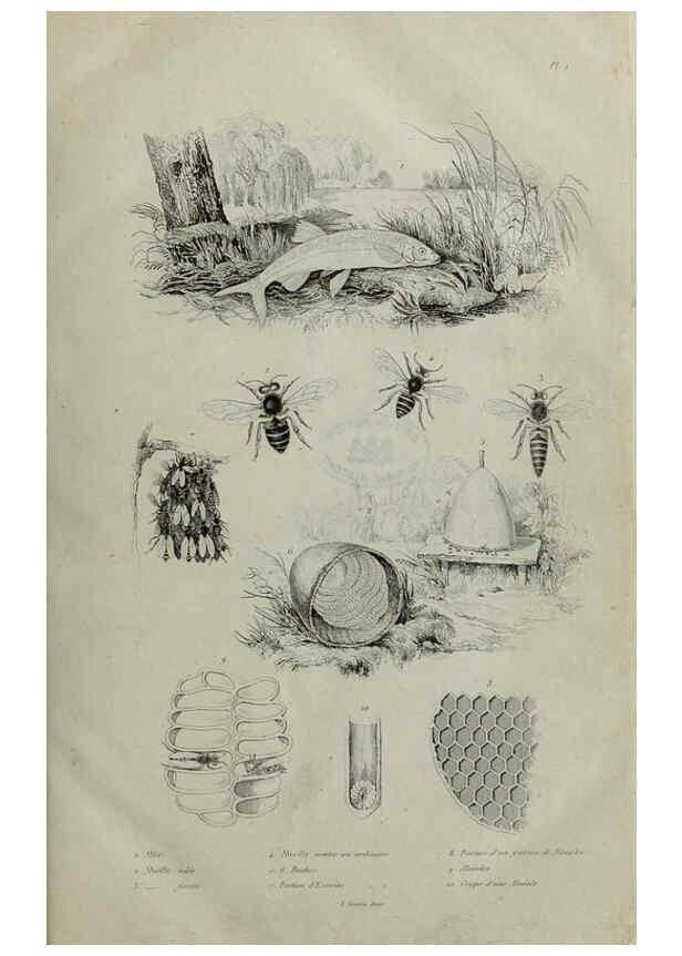 Reproducción/Reproduction 6194570519: Dictionnaire pittoresque d'histoire naturelle et des phénomènes de la nature. v.1 Paris,1833-[1840] 