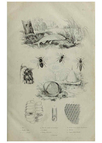 Reproducción/Reproduction 6194570519: Dictionnaire pittoresque d'histoire naturelle et des phénomènes de la nature. v.1 Paris,1833-[1840] 