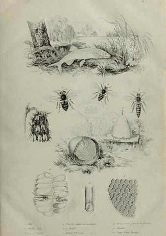Reproducción/Reproduction 6194570519: Dictionnaire pittoresque d'histoire naturelle et des phénomènes de la nature. v.1 Paris,1833-[1840] 