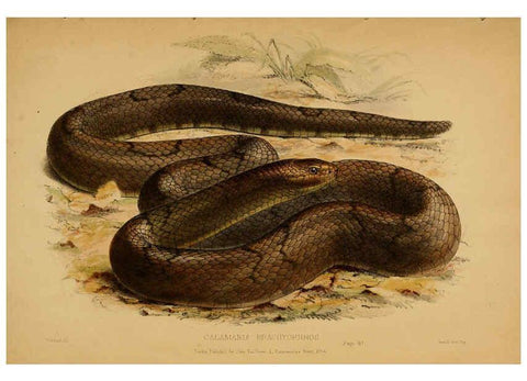 Reproducción/Reproduction 6194479187: Contributions to the natural history of Labuan, and the adjacent coasts of Borneo London :J. Van Voorst,[1855] 