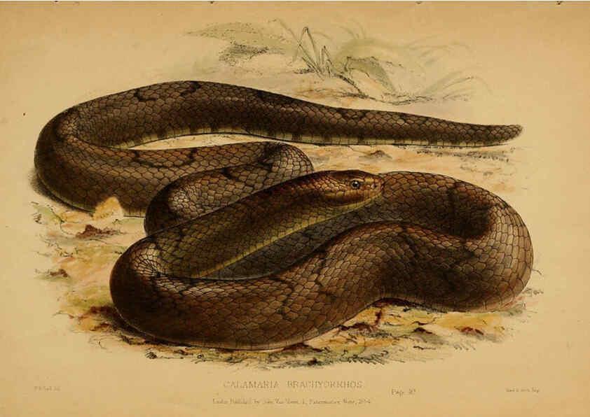 Reproducción/Reproduction 6194479187: Contributions to the natural history of Labuan, and the adjacent coasts of Borneo London :J. Van Voorst,[1855] 