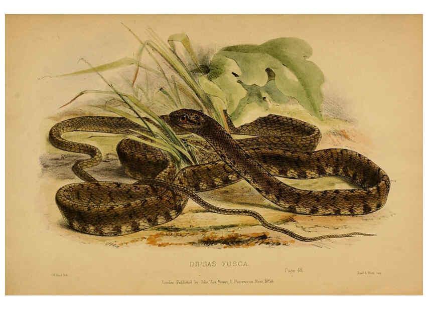 Reproducción/Reproduction 6194479085: Contributions to the natural history of Labuan, and the adjacent coasts of Borneo London :J. Van Voorst,[1855] 