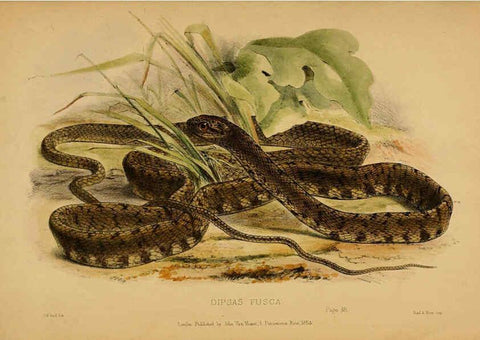 Reproducción/Reproduction 6194479085: Contributions to the natural history of Labuan, and the adjacent coasts of Borneo London :J. Van Voorst,[1855] 
