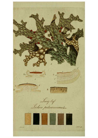 Reproducción/Reproduction 6194459679: Svenska lafvarnas färghistoria Stockholm :Tryckt hos C. Delén,1805-[1809] 