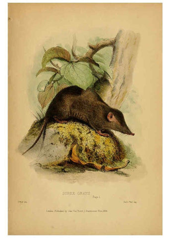 Reproducción/Reproduction 6194994694: Contributions to the natural history of Labuan, and the adjacent coasts of Borneo London :J. Van Voorst,[1855] 
