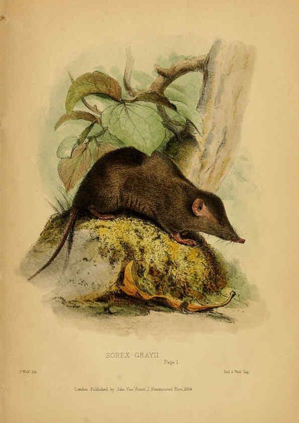 Reproducción/Reproduction 6194994694: Contributions to the natural history of Labuan, and the adjacent coasts of Borneo London :J. Van Voorst,[1855] 