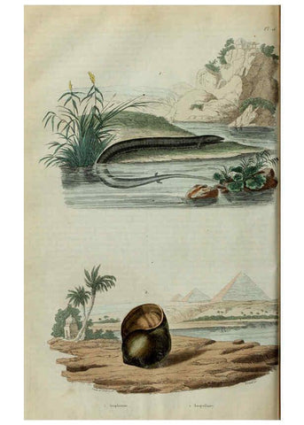 Reproducción/Reproduction 6195091024: Dictionnaire pittoresque d'histoire naturelle et des phénomènes de la nature. v.1 Paris,1833-[1840] 