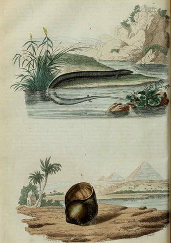 Reproducción/Reproduction 6195091024: Dictionnaire pittoresque d'histoire naturelle et des phénomènes de la nature. v.1 Paris,1833-[1840] 