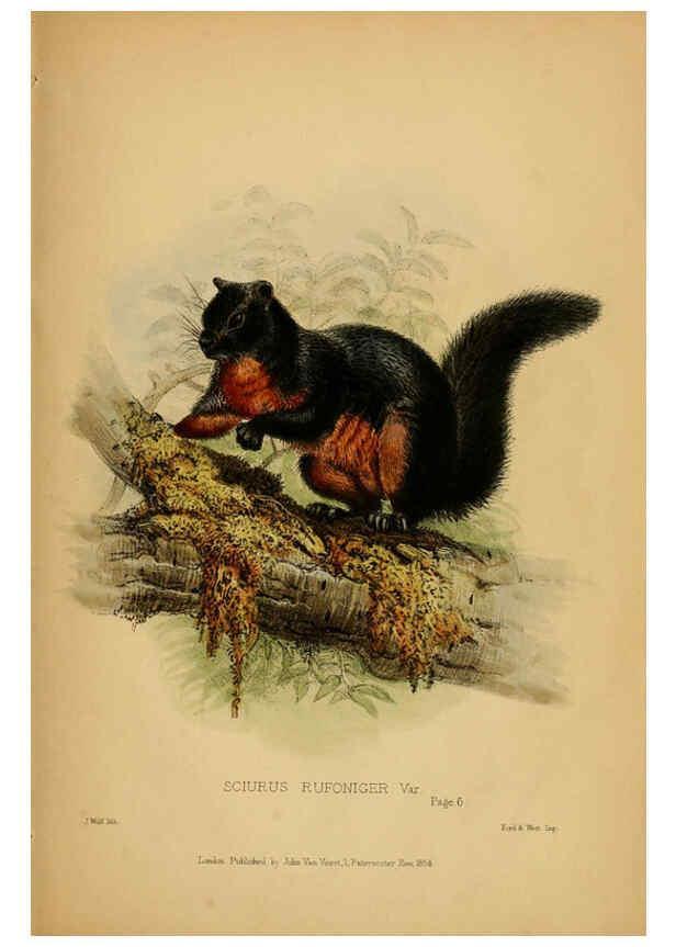 Reproducción/Reproduction 6194994854: Contributions to the natural history of Labuan, and the adjacent coasts of Borneo London :J. Van Voorst,[1855] 