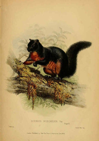Reproducción/Reproduction 6194994854: Contributions to the natural history of Labuan, and the adjacent coasts of Borneo London :J. Van Voorst,[1855] 