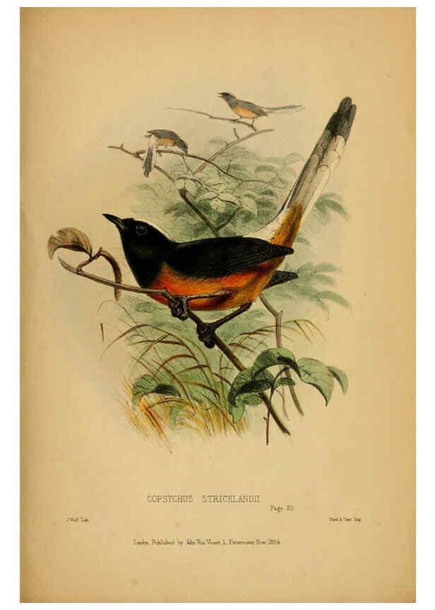 Reproducción/Reproduction 6194995104: Contributions to the natural history of Labuan, and the adjacent coasts of Borneo London :J. Van Voorst,[1855] 