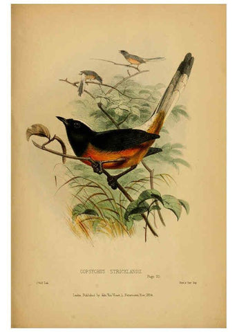 Reproducción/Reproduction 6194995104: Contributions to the natural history of Labuan, and the adjacent coasts of Borneo London :J. Van Voorst,[1855] 
