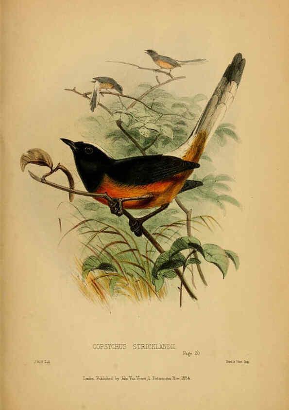 Reproducción/Reproduction 6194995104: Contributions to the natural history of Labuan, and the adjacent coasts of Borneo London :J. Van Voorst,[1855] 